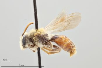 Media type: image;   Entomology 771219 Aspect: habitus lateral view